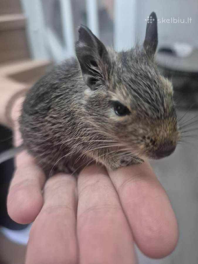 Degu - nuotraukos Nr. 2