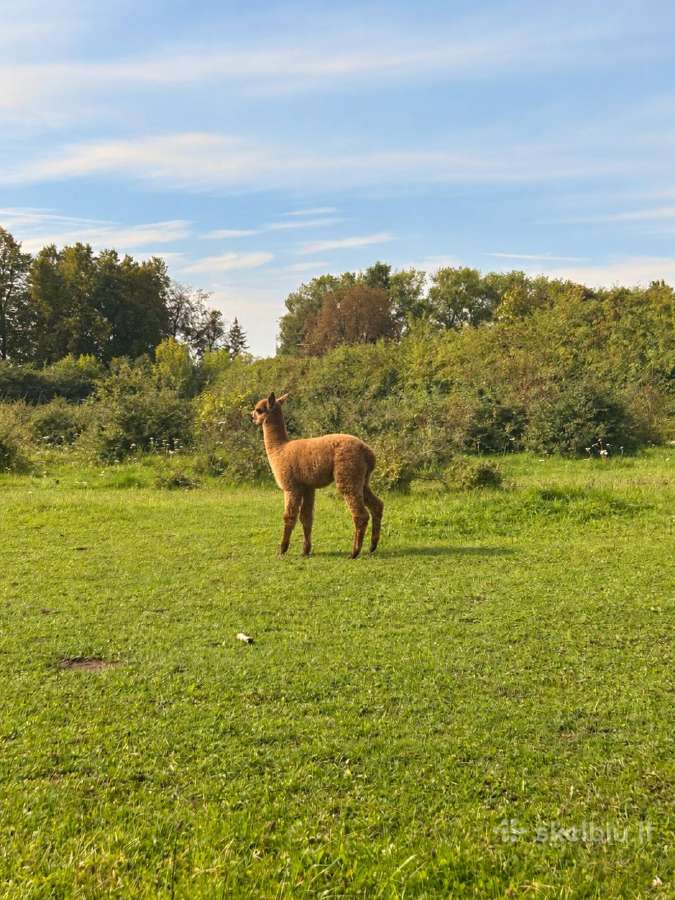 Parduodamos alpakos - nuotraukos Nr. 7