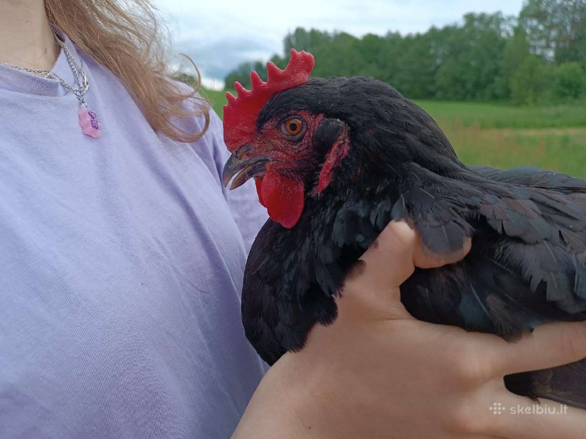 Perku Ekologiškus kviečius ir kukurūzus - nuotraukos Nr. 4