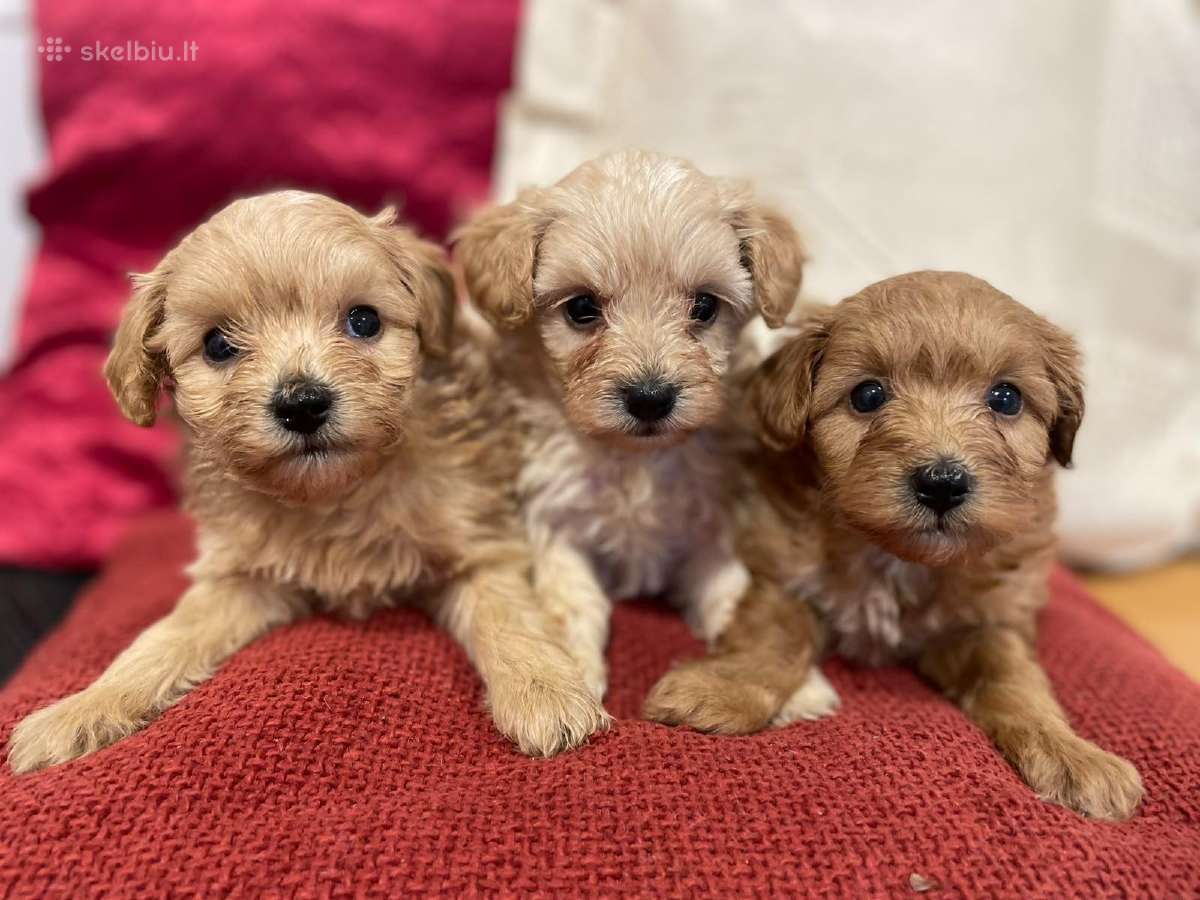 Maltipoo - nuotraukos Nr. 2