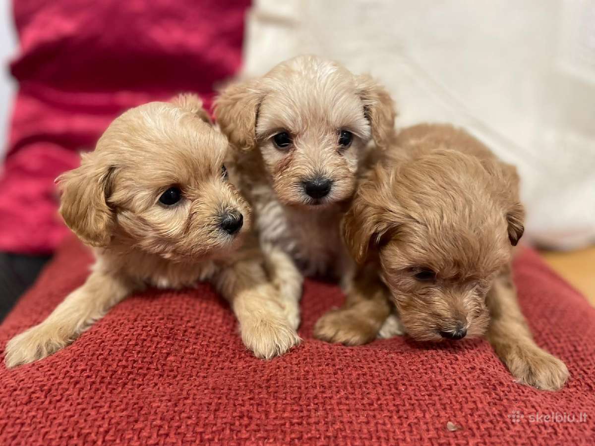 Maltipoo - nuotraukos Nr. 3