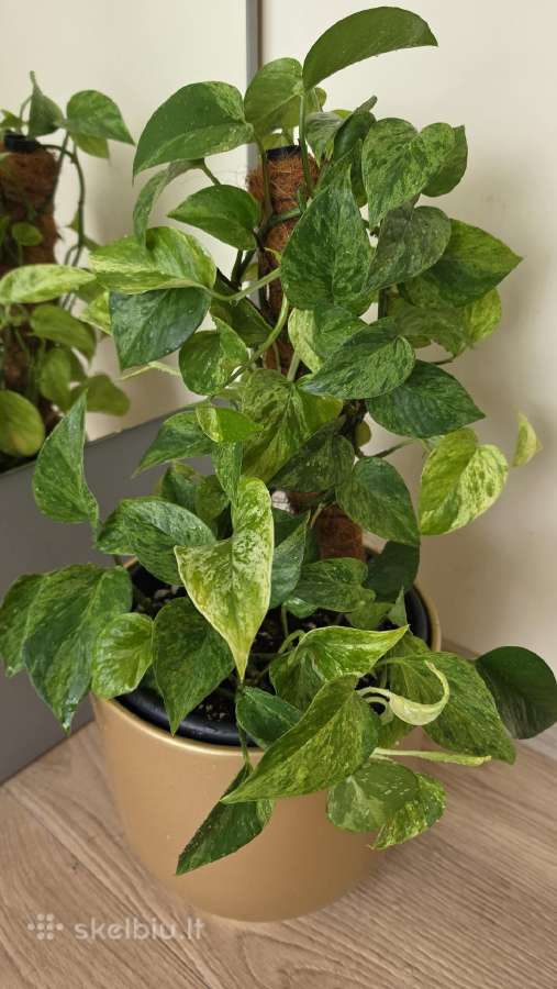 Epipremnum aureum marble queen - nuotraukos Nr. 2