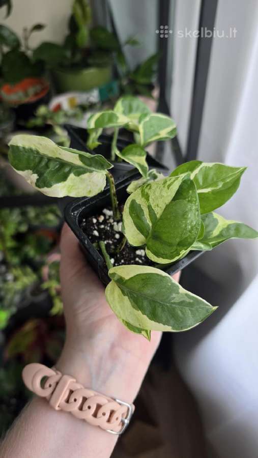 Epipremnum aureum N'joy - nuotraukos Nr. 2