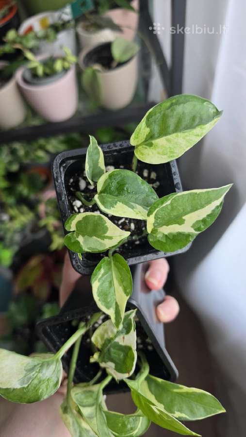 Epipremnum aureum N'joy - nuotraukos Nr. 3