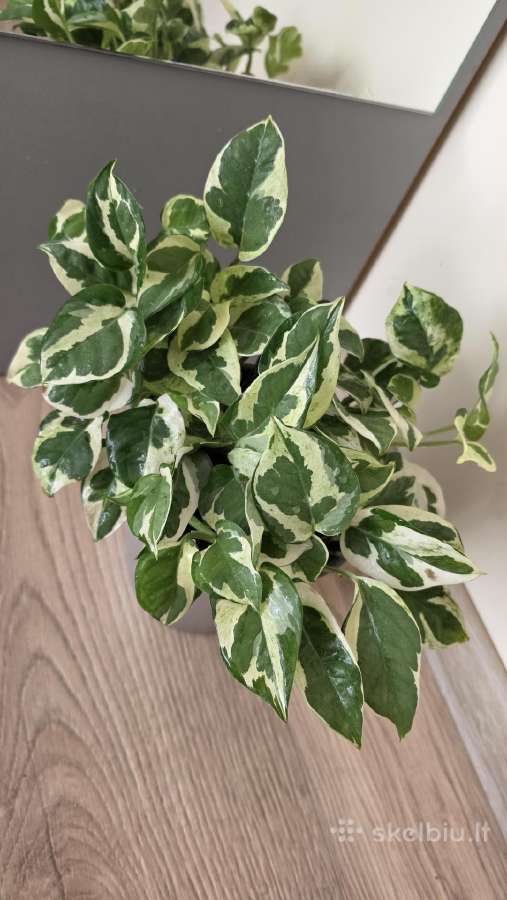 Epipremnum aureum N'joy - nuotraukos Nr. 4