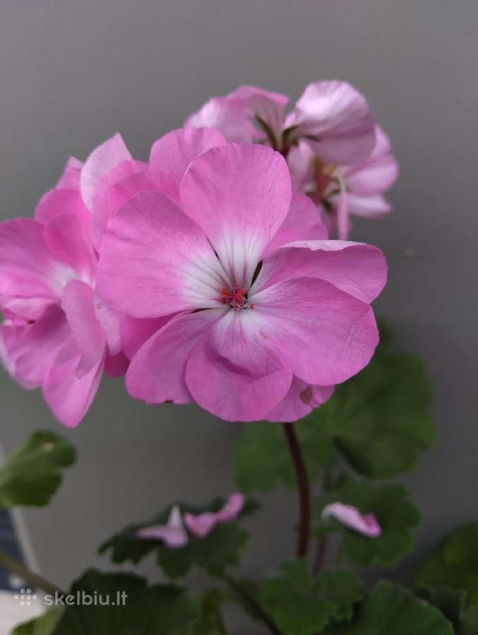 Dovanoju pelargoniją - nuotraukos Nr. 2