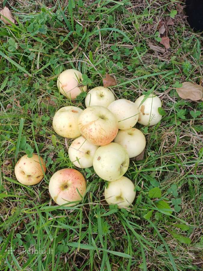 Parduodamos Ananasinių obuolių sultys - nuotraukos Nr. 4