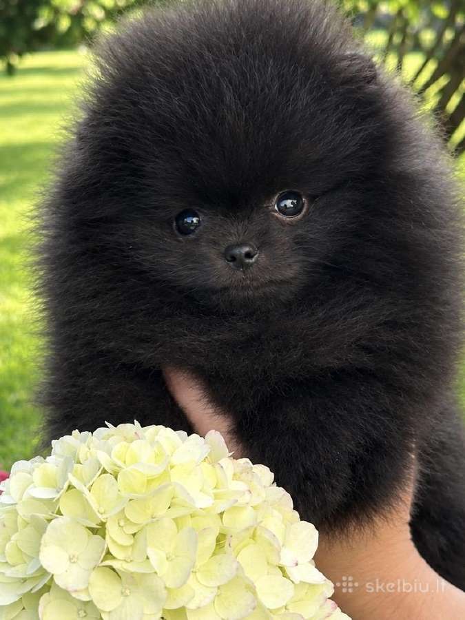 Vokiečių nykštukinis špicas pomeranas - nuotraukos Nr. 2