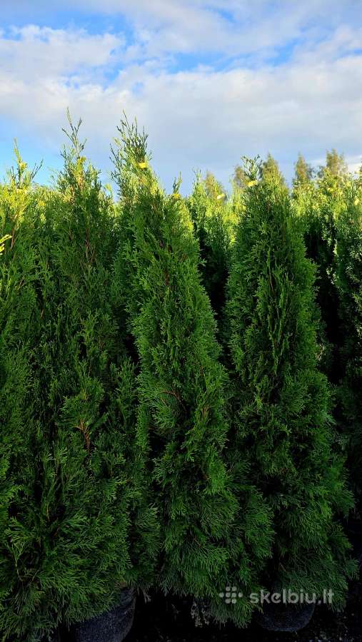 Didelės pušys iki 3,5m. tujos, kadagiai, berželiai - nuotraukos Nr. 3