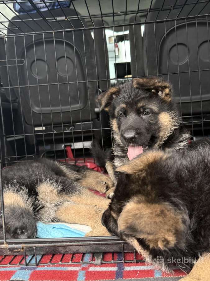 Vokiečių Aviganių Šuniukai - nuotraukos Nr. 2