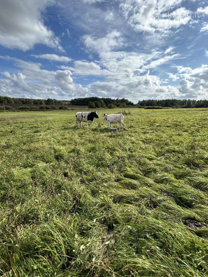 Parduodu mėsine karve ir telyčia - nuotraukos Nr. 5