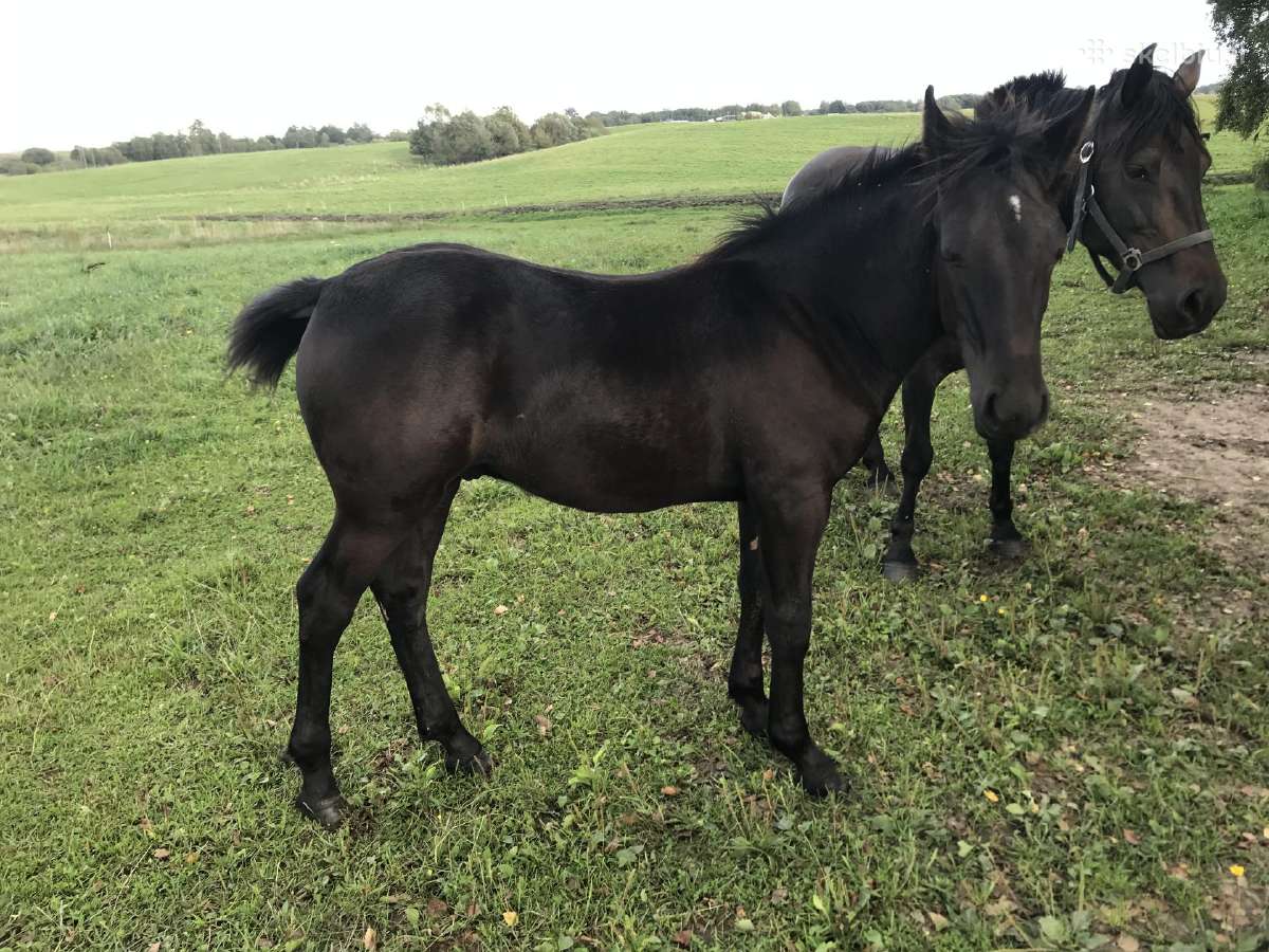 Kumeliukas juodas 450€ - nuotraukos Nr. 2