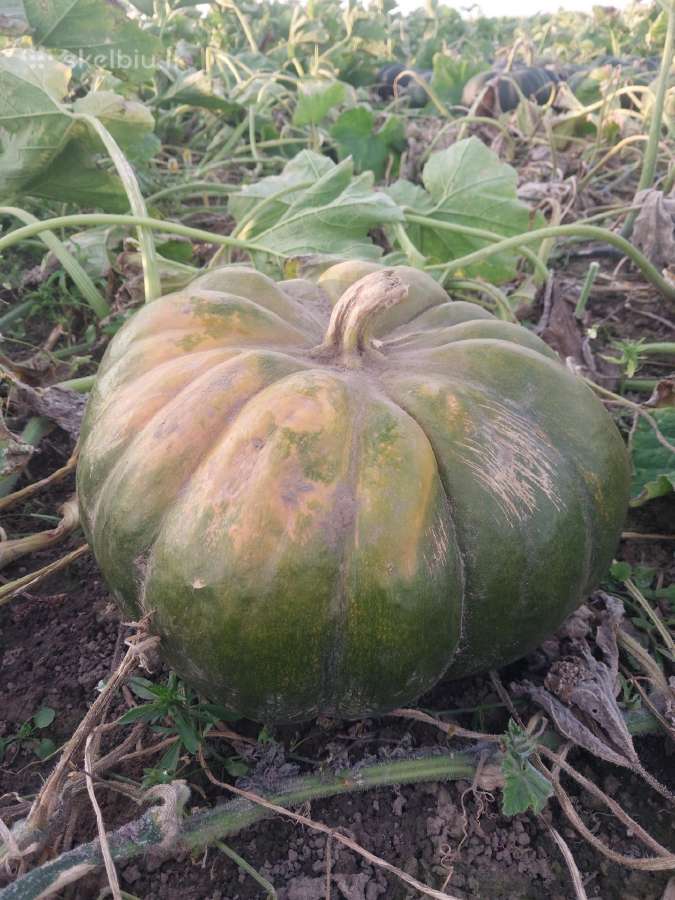 Sviestiniai (butternut) ir muskatiniai moliūgai - nuotraukos Nr. 2