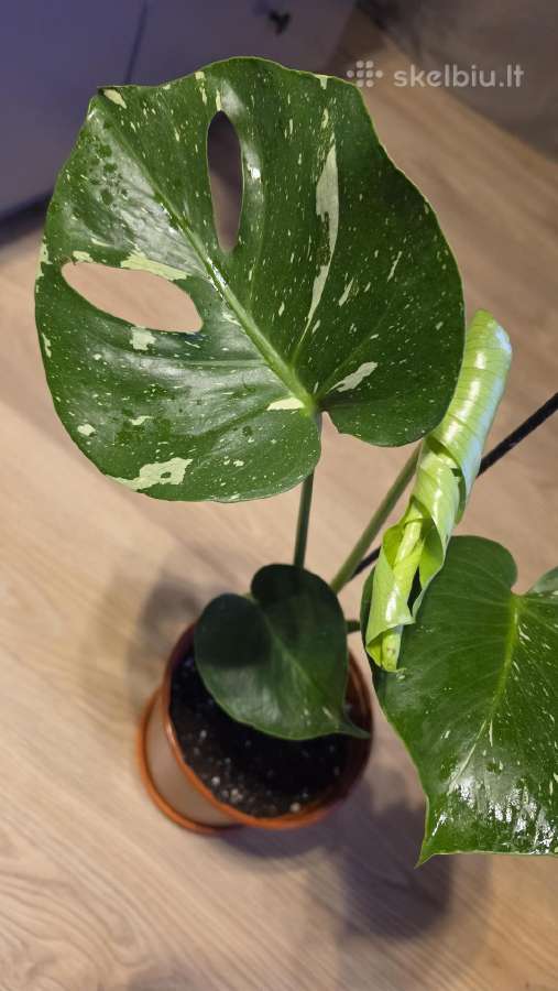 Monstera Deliciosa Thai Constelation - nuotraukos Nr. 2