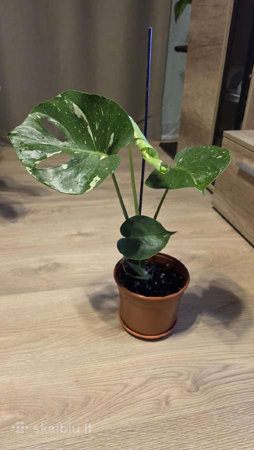 Monstera Deliciosa Thai Constelation - nuotraukos Nr. 3