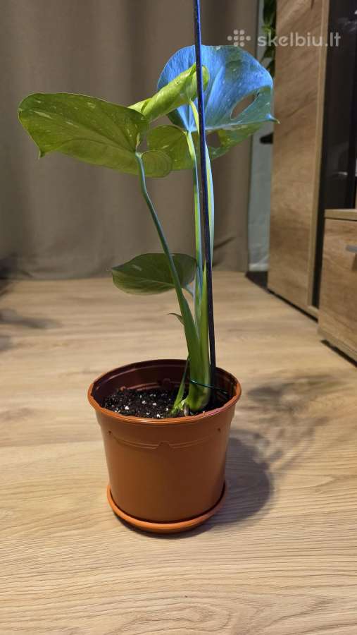 Monstera Deliciosa Thai Constelation - nuotraukos Nr. 4