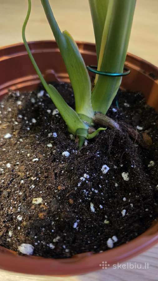 Monstera Deliciosa Thai Constelation - nuotraukos Nr. 5