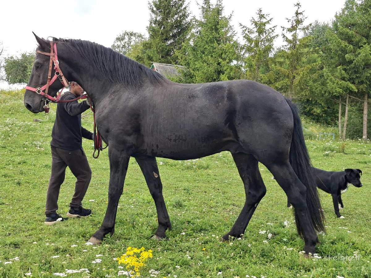 Parduodu ivairius hobi zirgus - nuotraukos Nr. 6