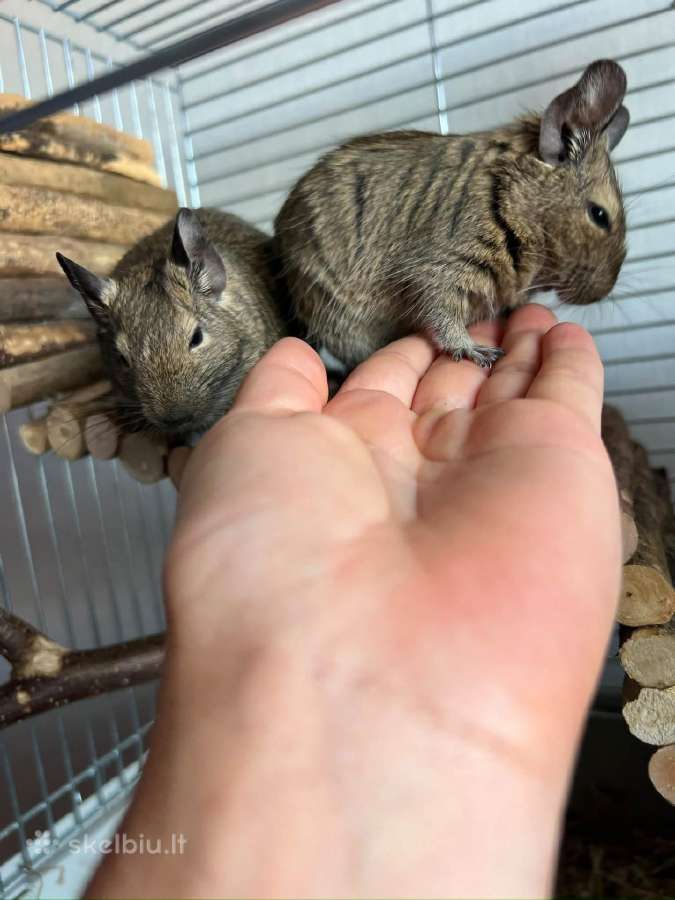 Degu patelės - nuotraukos Nr. 2