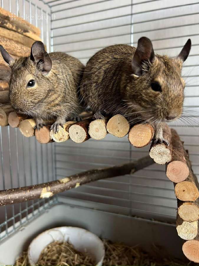 Degu patelės - nuotraukos Nr. 3