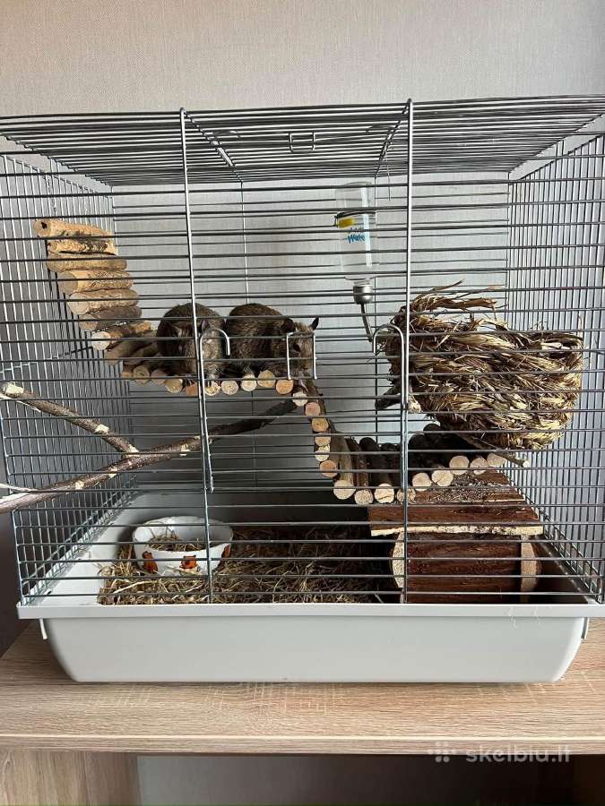 Degu patelės - nuotraukos Nr. 4