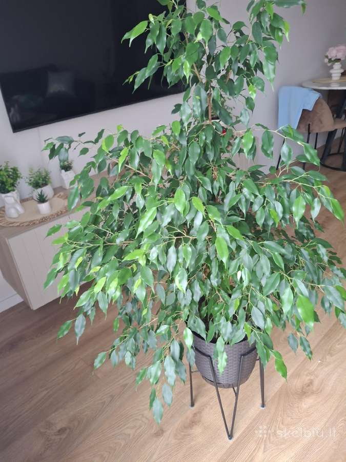 Benjamino fikusas (Ficus benjamina) - nuotraukos Nr. 2
