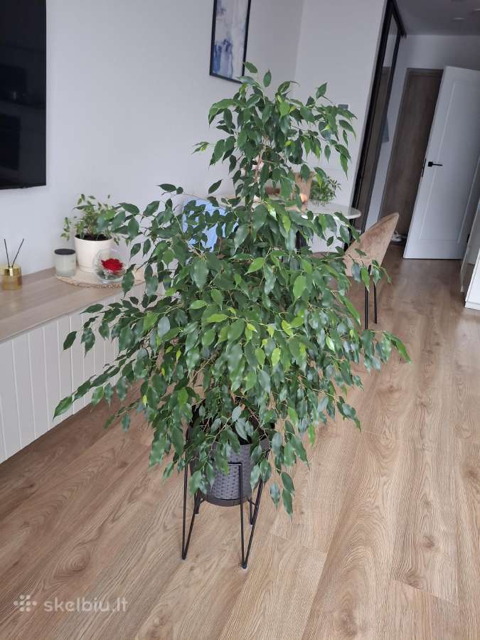 Benjamino fikusas (Ficus benjamina) - nuotraukos Nr. 3