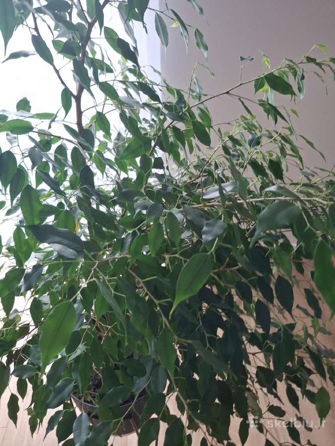 Benjamino fikusas (Ficus benjamina) - nuotraukos Nr. 4