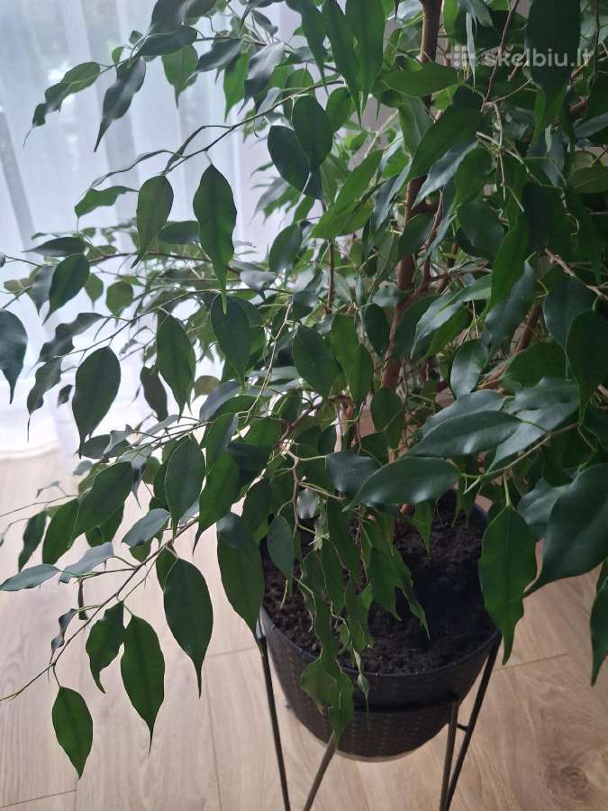 Benjamino fikusas (Ficus benjamina) - nuotraukos Nr. 5