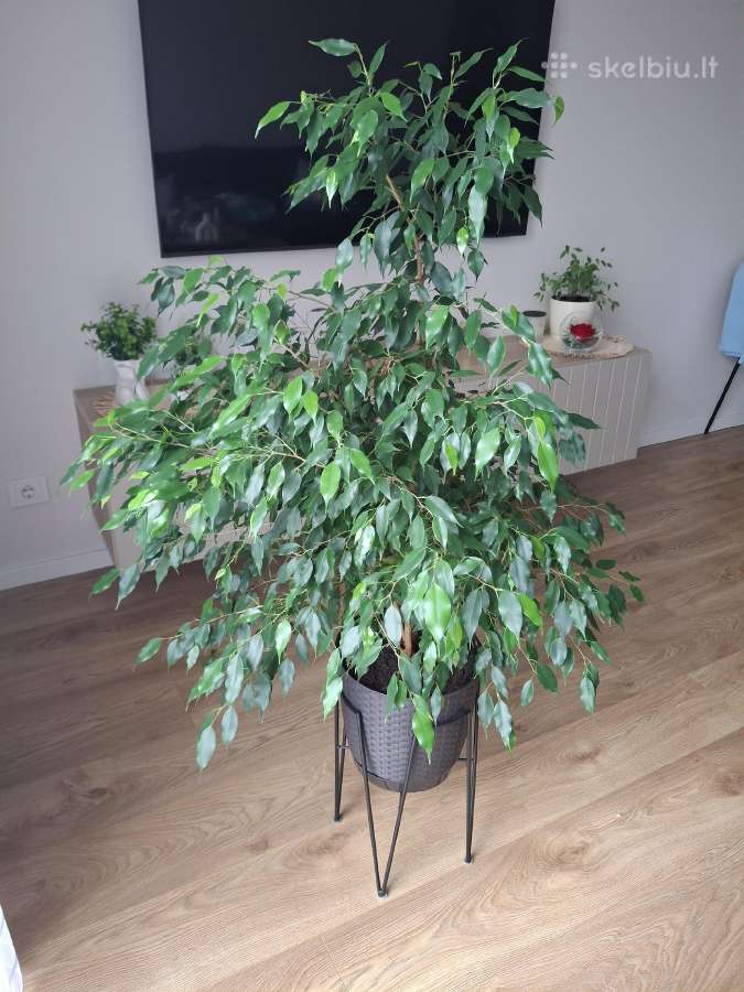 Benjamino fikusas (Ficus benjamina) - nuotraukos Nr. 6