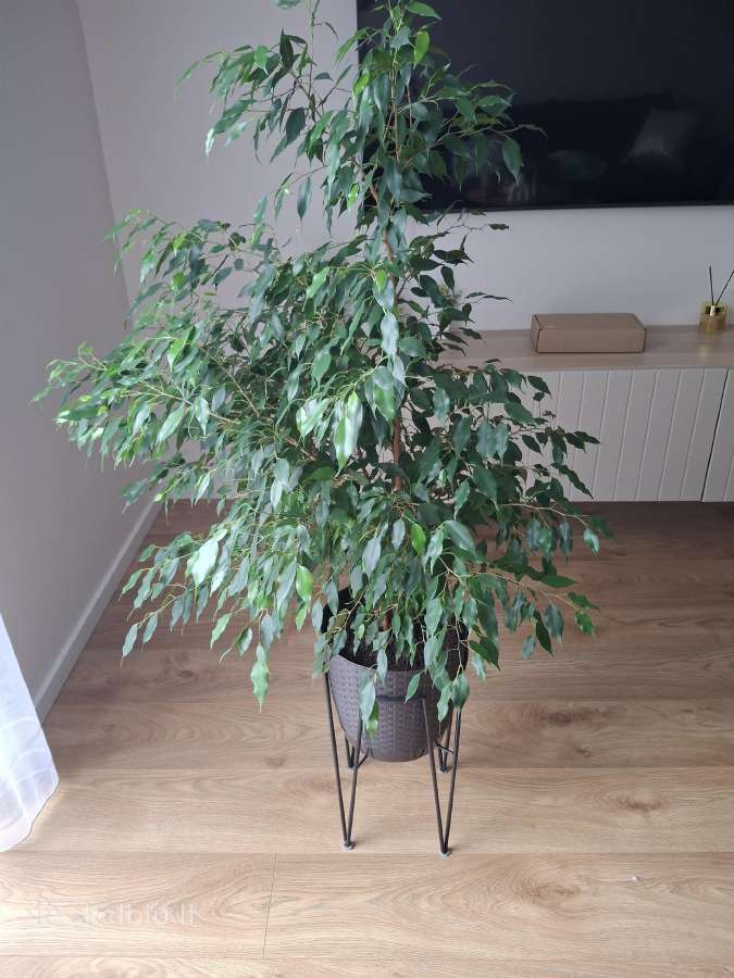 Benjamino fikusas (Ficus benjamina) - nuotraukos Nr. 7