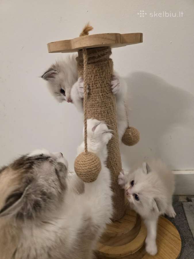 Kilmingi Ragdoll kačiukai - nuotraukos Nr. 2