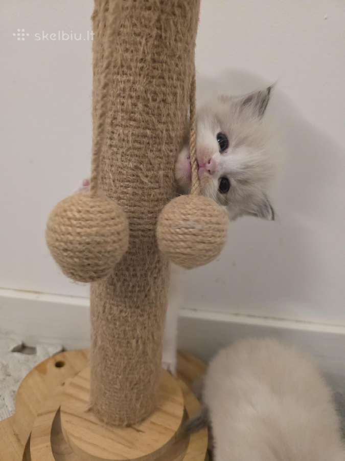 Kilmingi Ragdoll kačiukai - nuotraukos Nr. 3