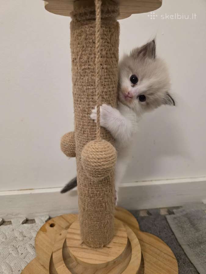 Kilmingi Ragdoll kačiukai - nuotraukos Nr. 5