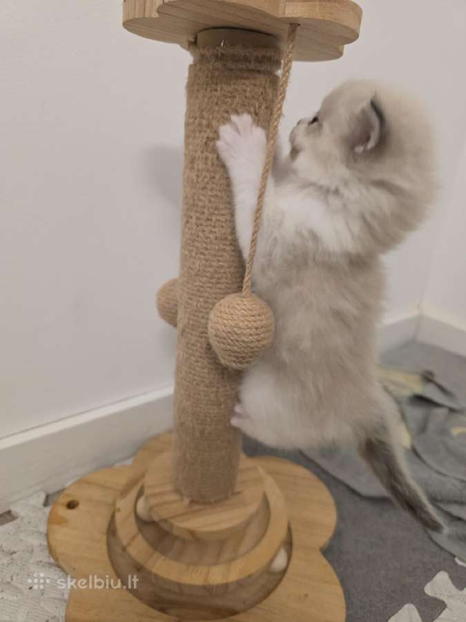 Kilmingi Ragdoll kačiukai - nuotraukos Nr. 4
