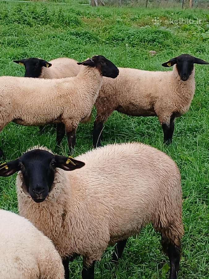 Parduodu sufolkų veislės avytes ir baroniukus - nuotraukos Nr. 2