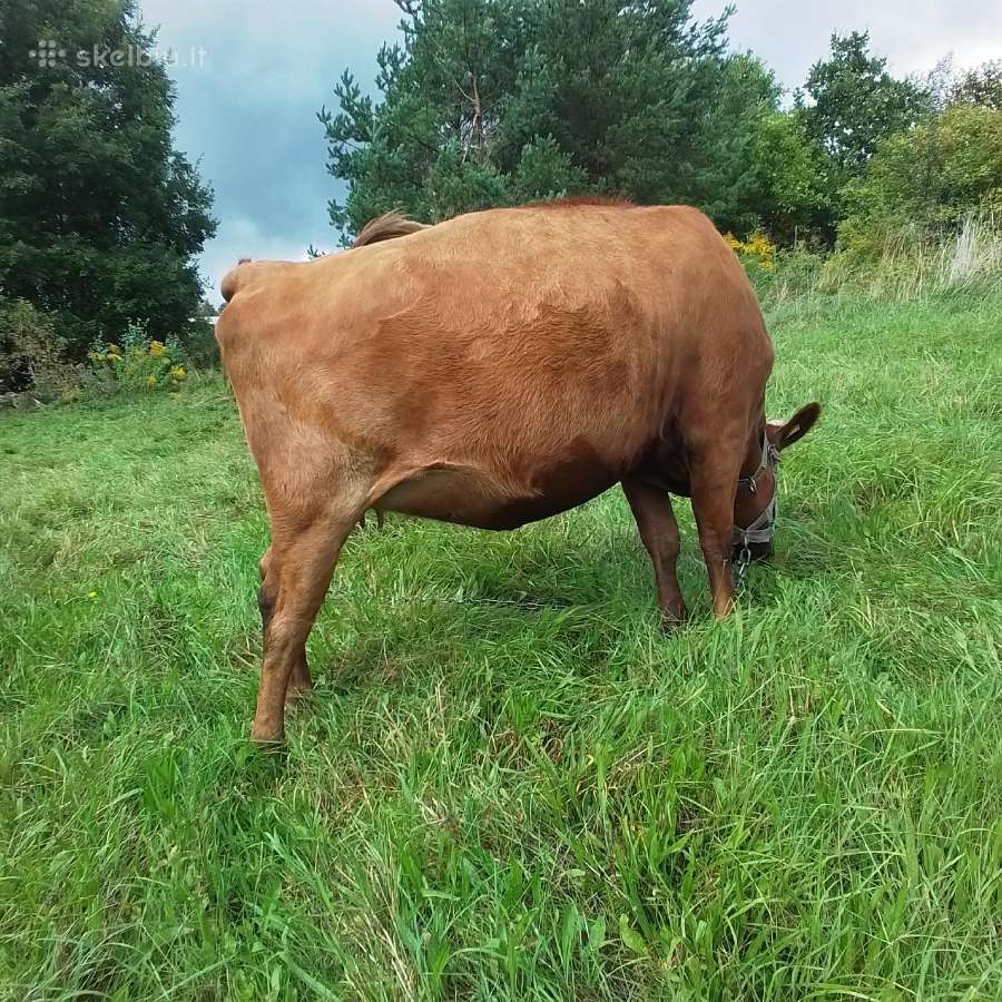 Parduodu seklintą telycią - nuotraukos Nr. 2