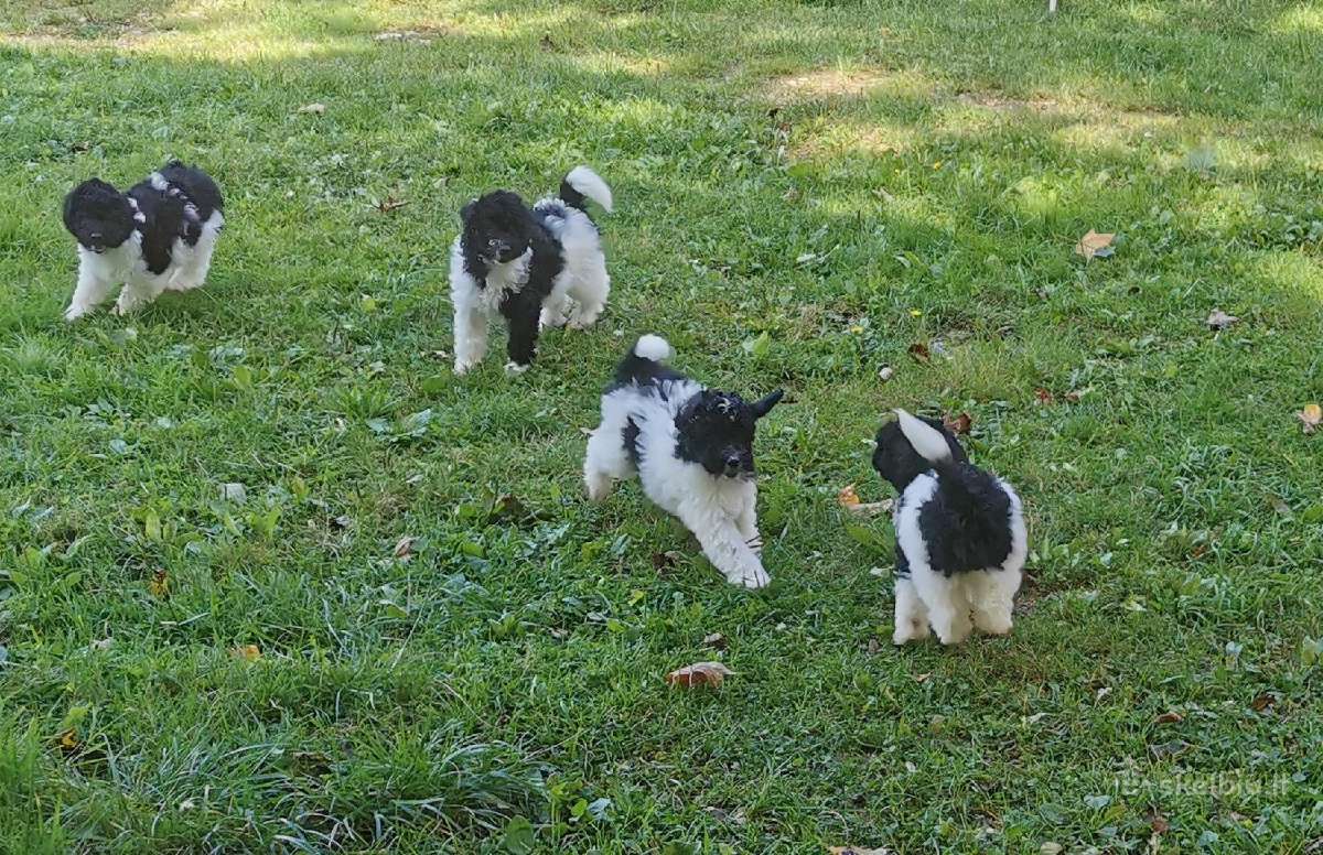 Juodai balti pudeliai - nuotraukos Nr. 6
