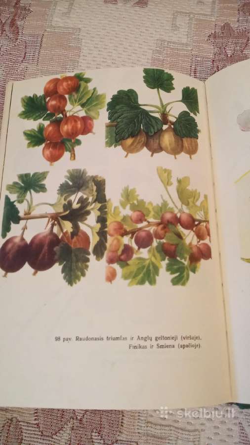 Sodininkystė - nuotraukos Nr. 6
