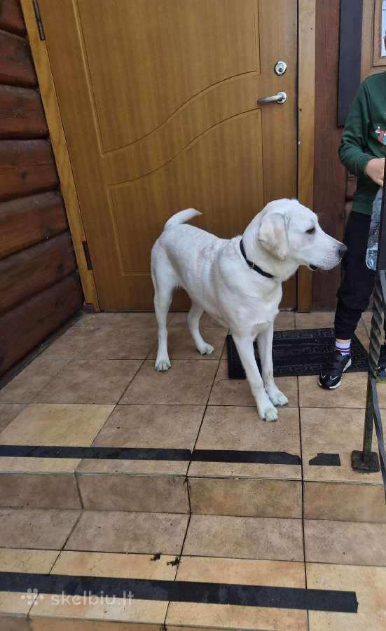 Dovanojamas labradoras - nuotraukos Nr. 2