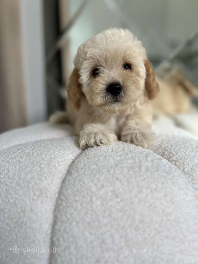 Maltipoo - nuotraukos Nr. 3