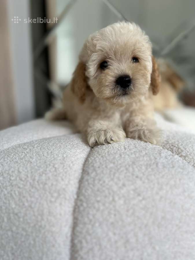Maltipoo - nuotraukos Nr. 4