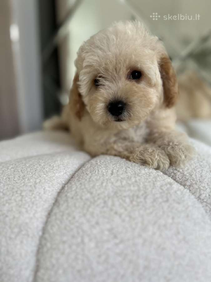 Maltipoo - nuotraukos Nr. 6
