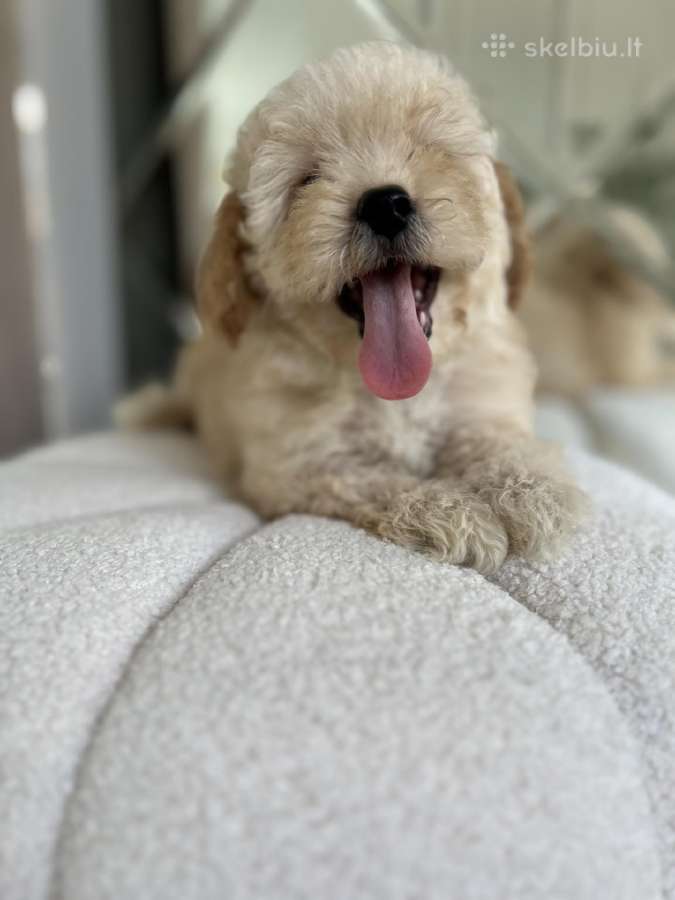 Maltipoo - nuotraukos Nr. 5