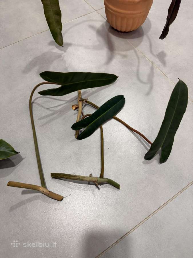 Philodendron bilietiae ir fuzzy petiole - nuotraukos Nr. 2