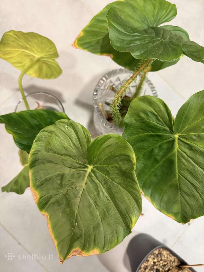 Philodendron bilietiae ir fuzzy petiole - nuotraukos Nr. 3