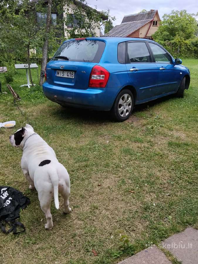 Kia Cerato - nuotraukos Nr. 9