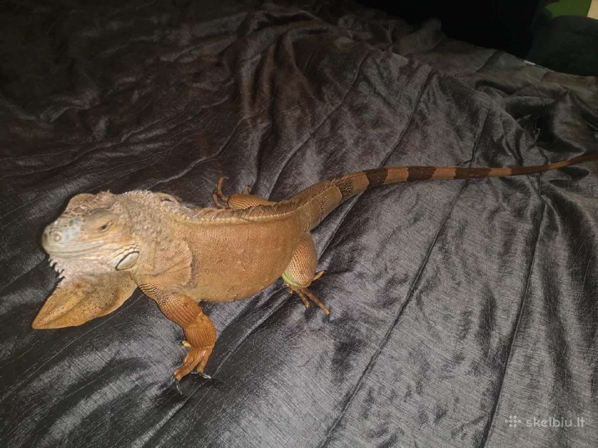 Parduodama iguana - nuotraukos Nr. 2
