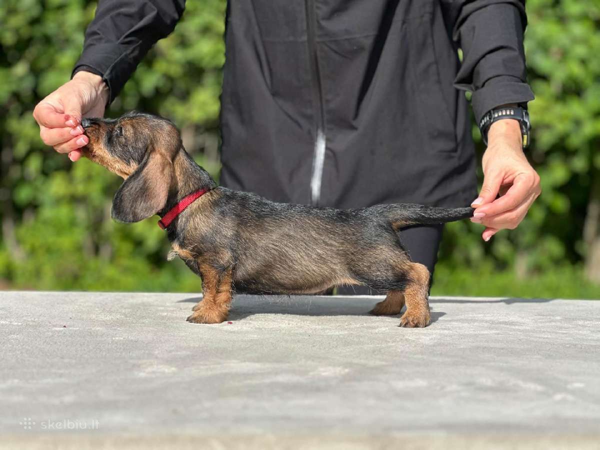 Fci/lkf Wire-haired Standard Dachshund Puppies - nuotraukos Nr. 4