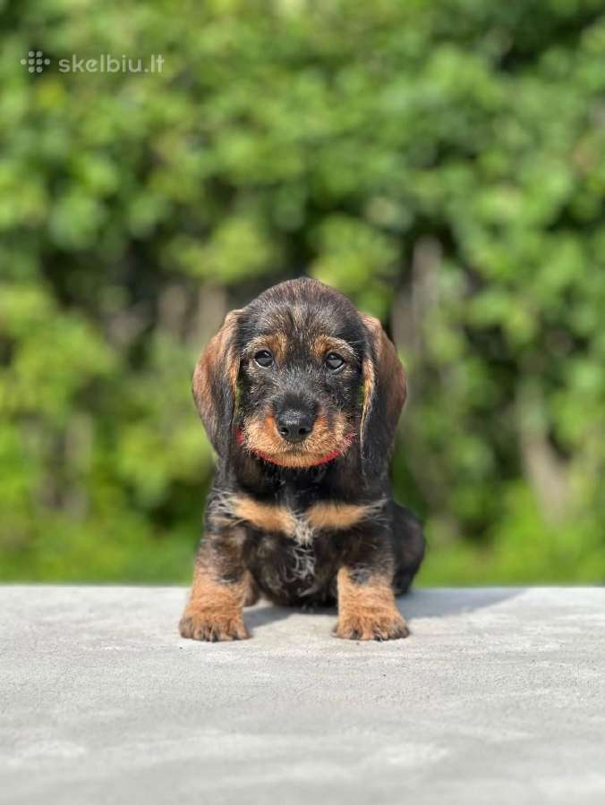 Fci/lkf Wire-haired Standard Dachshund Puppies - nuotraukos Nr. 3
